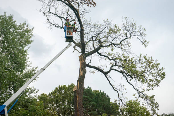 Reliable Lopezville, TX Tree Care Solutions