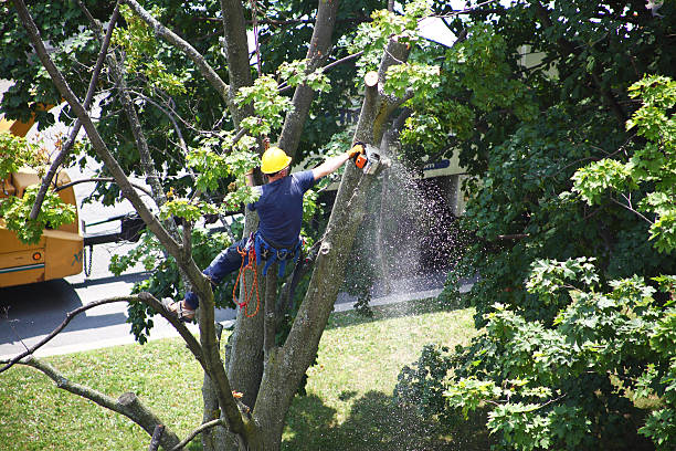 Best Tree Mulching  in Lopezville, TX