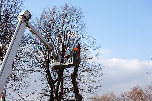 Best Tree Preservation Services  in Lopezville, TX