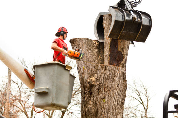 Best Tree Disease Treatment  in Lopezville, TX